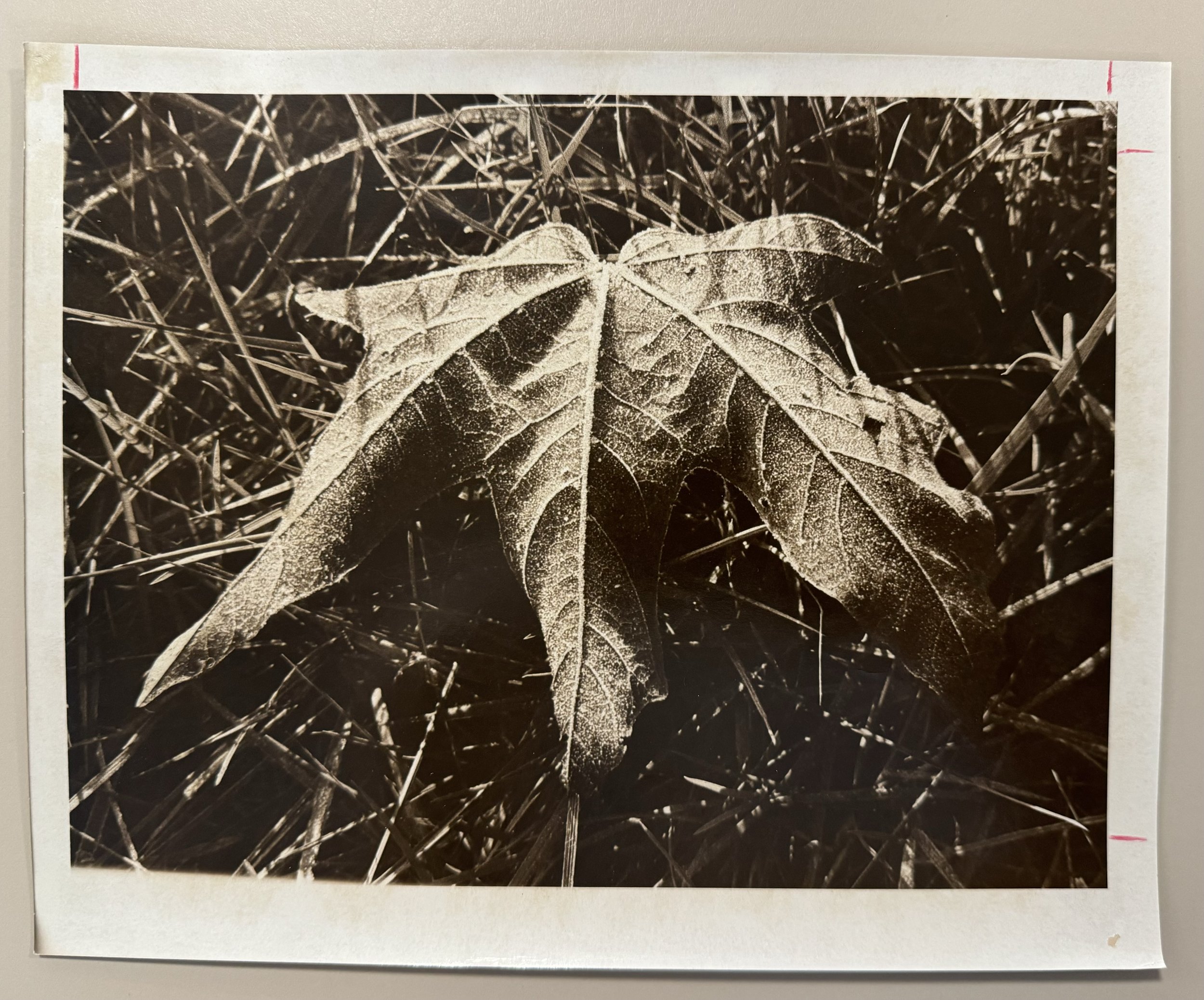 1977 image 6